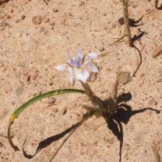 Moraea setifolia