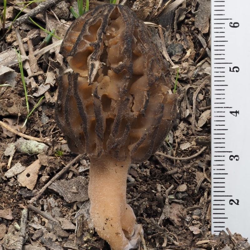 Morchella elata group