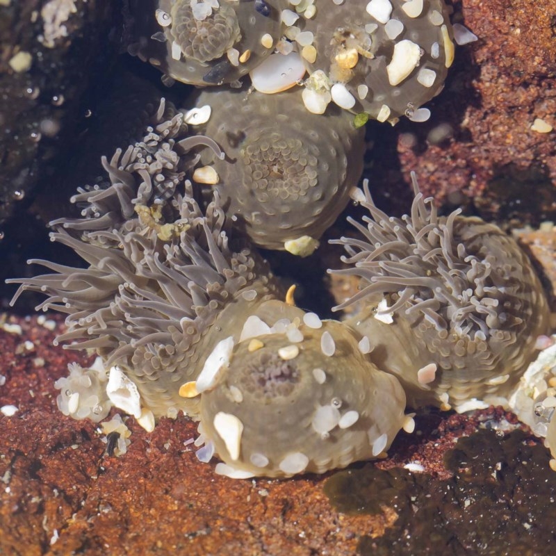 Anthopleura sp.