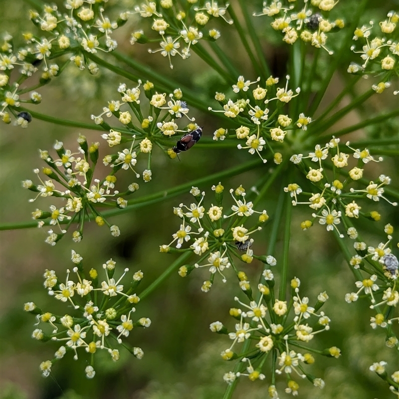 Mordellidae (family)