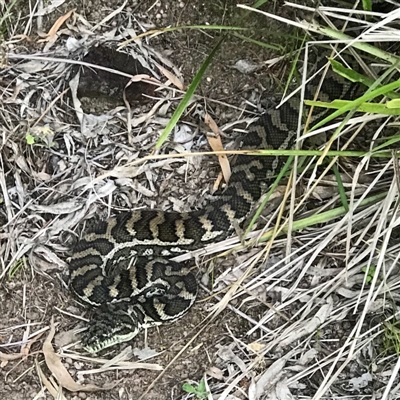 Morelia spilota mcdowelli