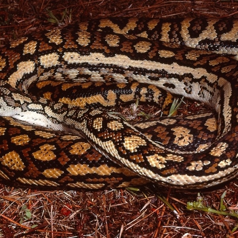 Morelia spilota metcalfei