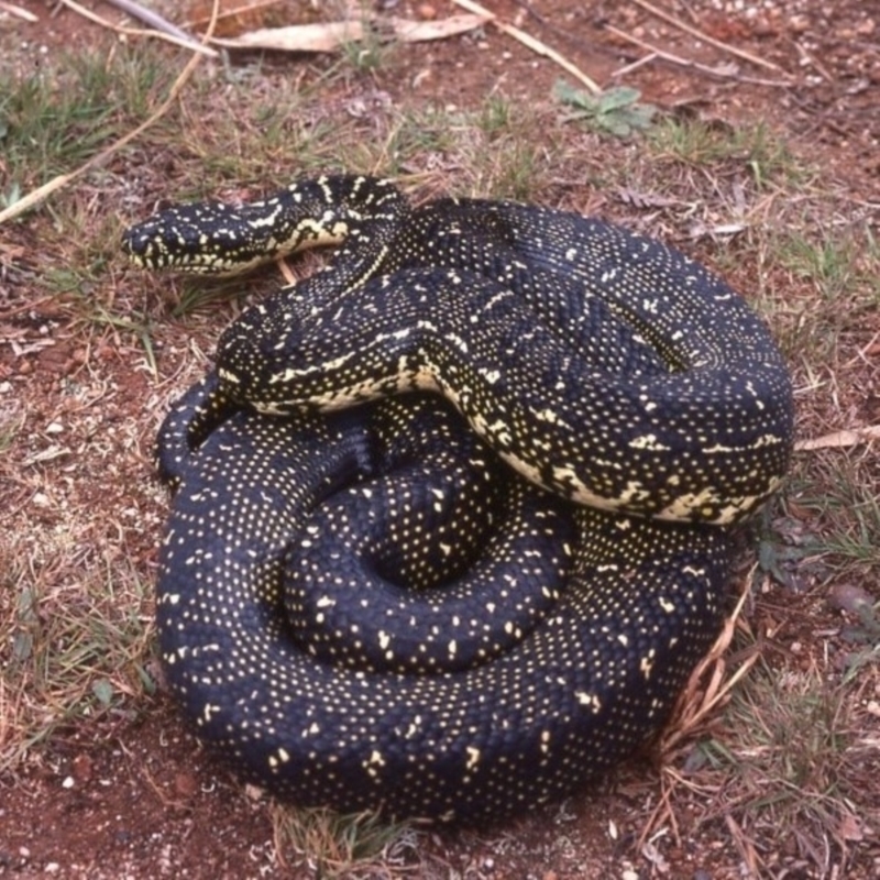 Morelia spilota spilota