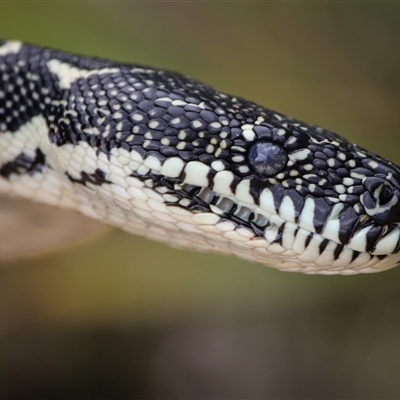 Morelia spilota spilota