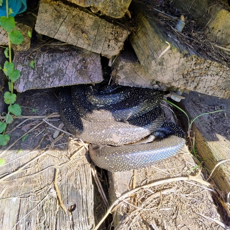 Morelia spilota spilota