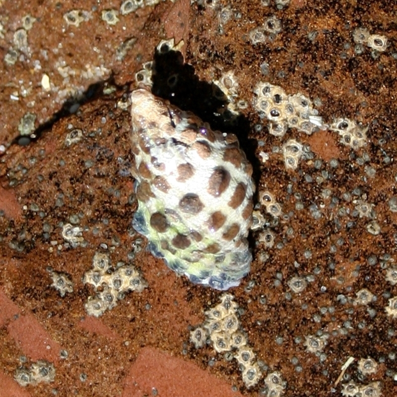 Tenguella marginalba