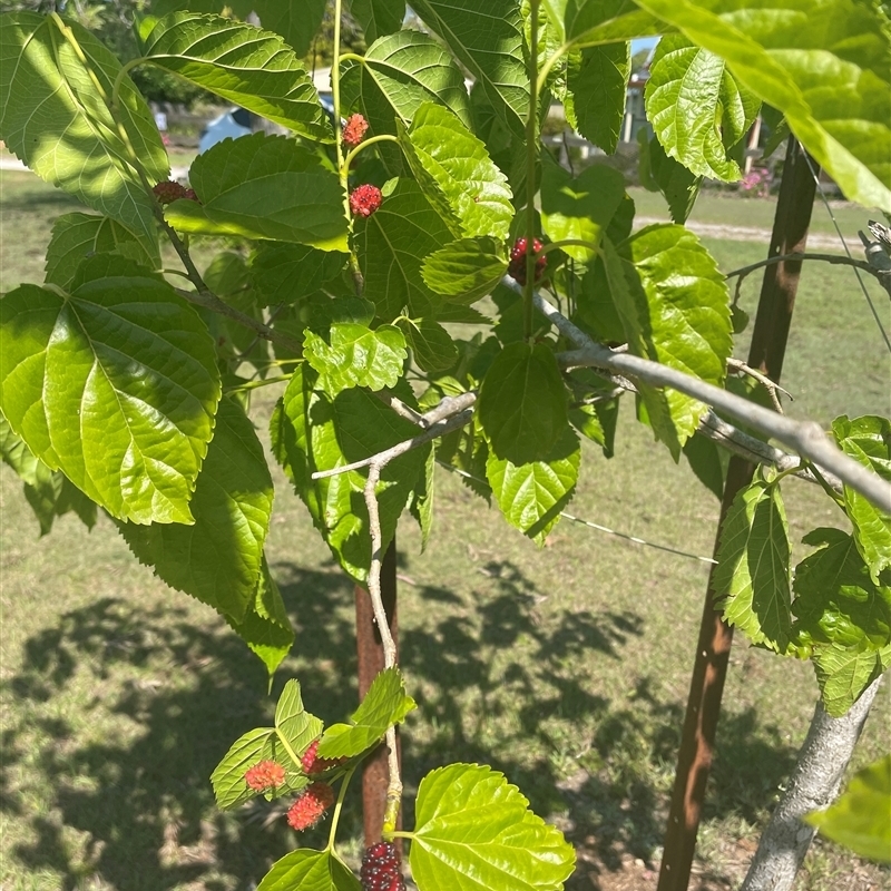 Morus alba