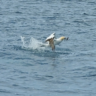 Australian Gannet - ( juvenile) Dolphin Point