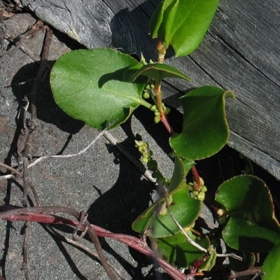 Muehlenbeckia adpressa