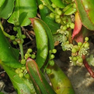 Muehlenbeckia adpressa