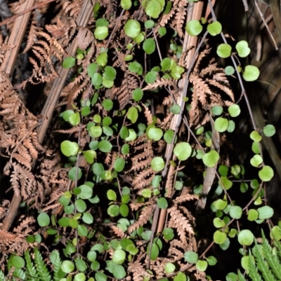 Muehlenbeckia complexa