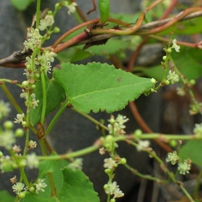 Muehlenbeckia gracillima