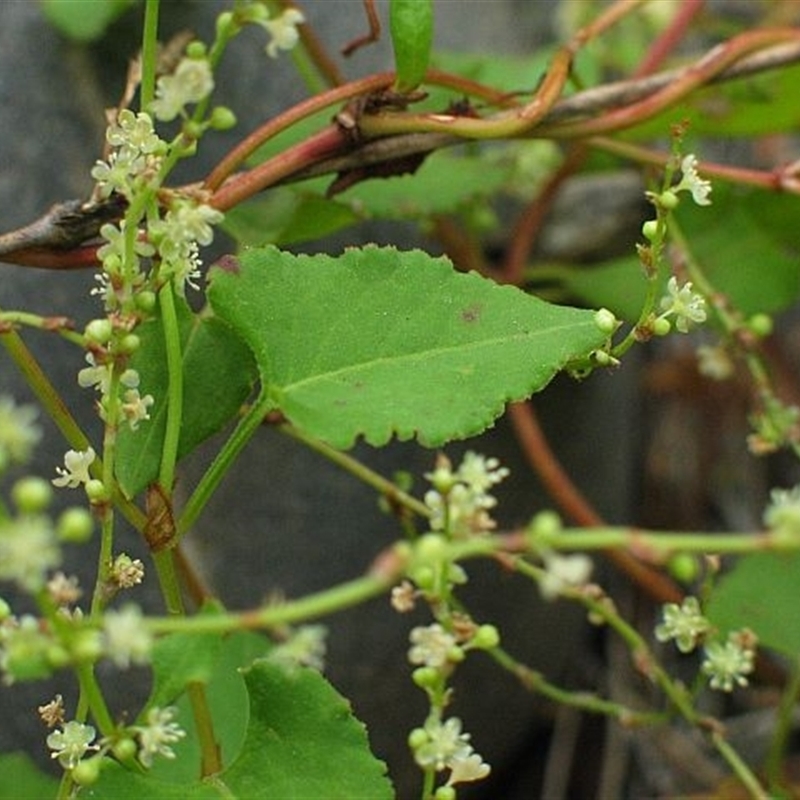 Muehlenbeckia gracillima