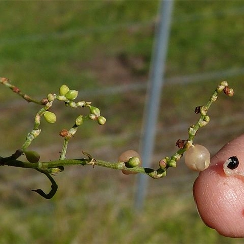 Muehlenbeckia gracillima