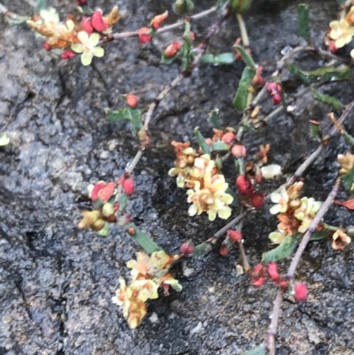 Muehlenbeckia tuggeranong