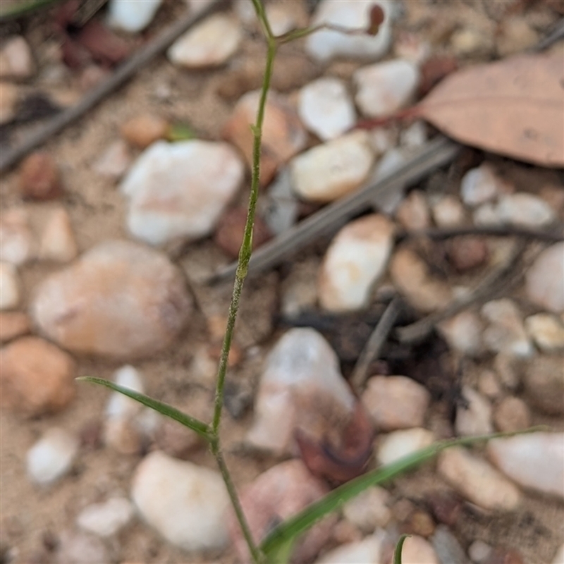Murdannia graminea