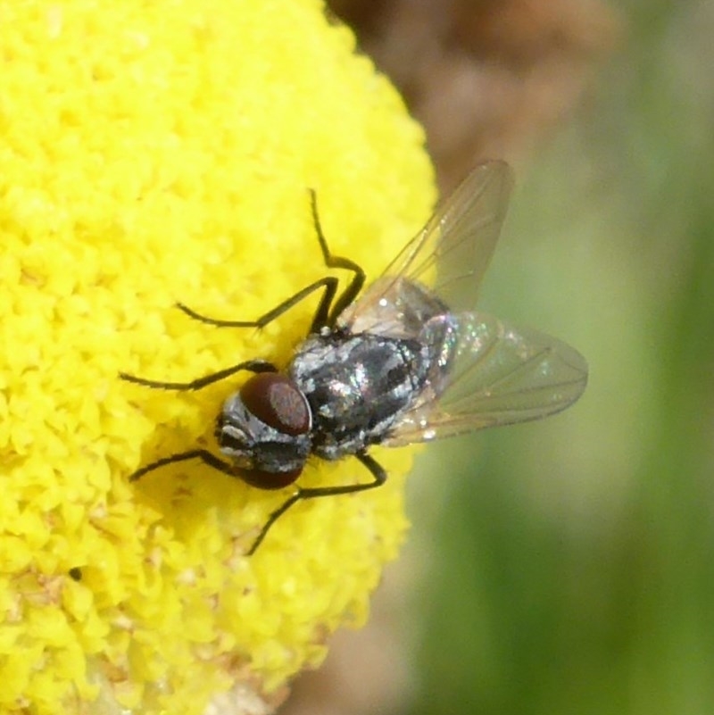 Musca vetustissima