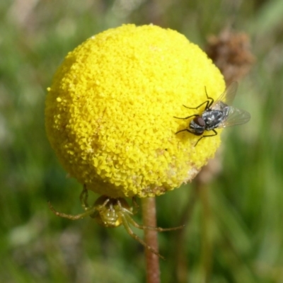 Musca vetustissima