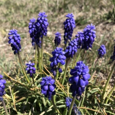 Muscari armeniacum