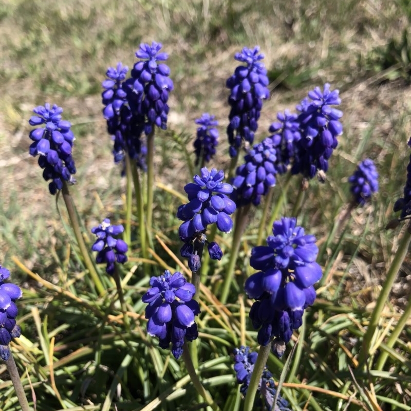 Muscari armeniacum