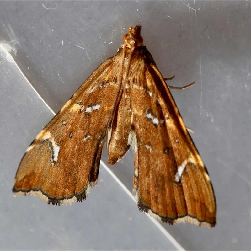 Musotima nitidalis