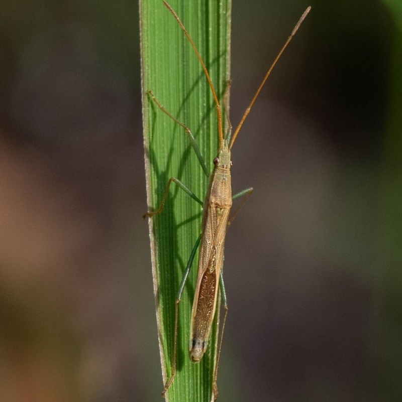 Mutusca brevicornis