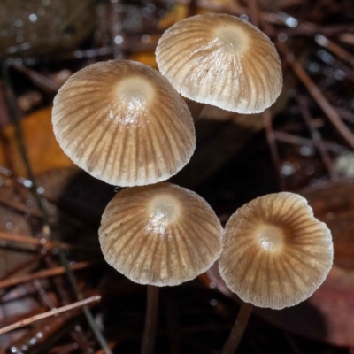 Mycena albidofusca