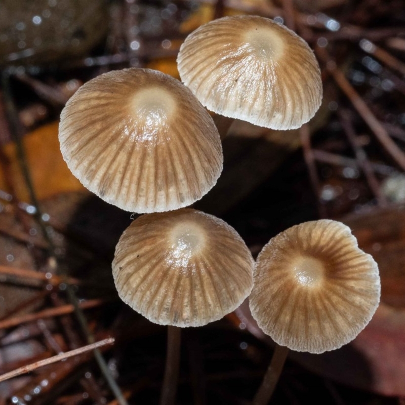 Mycena albidofusca