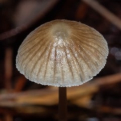 Mycena albidofusca