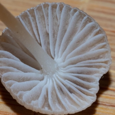 Mycena albidofusca