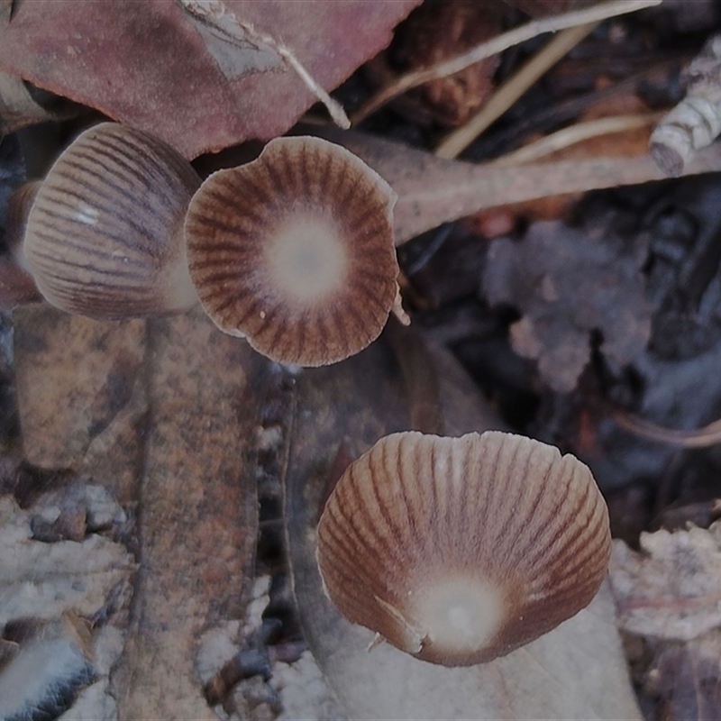 Mycena albidofusca
