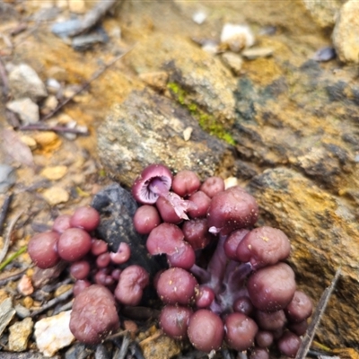 Mycena clarkeana