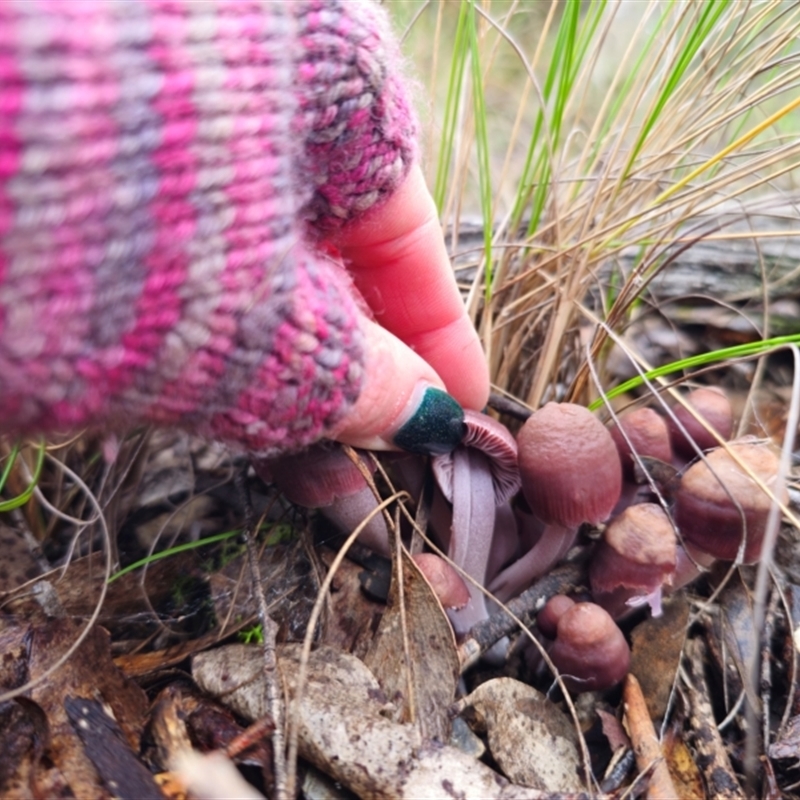 Mycena clarkeana