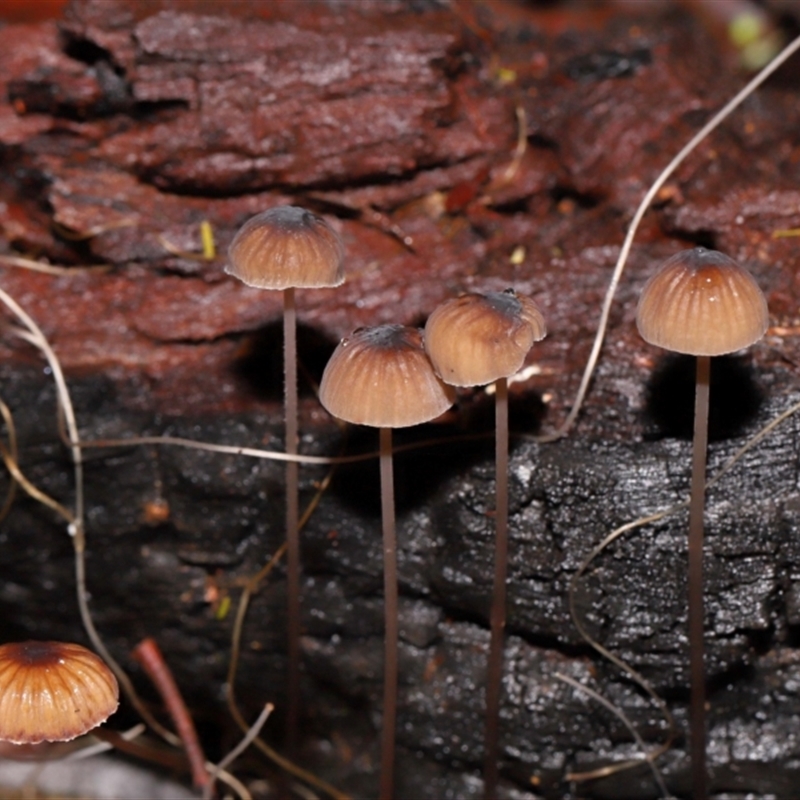 Mycena cystidiosa