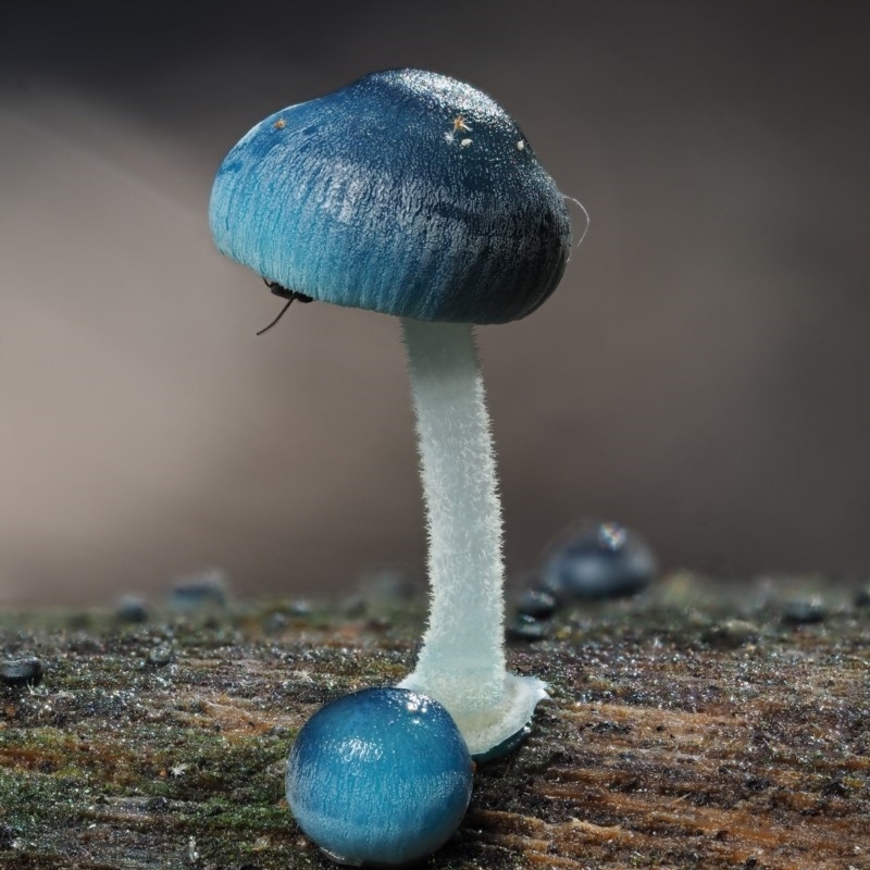 Mycena interrupta