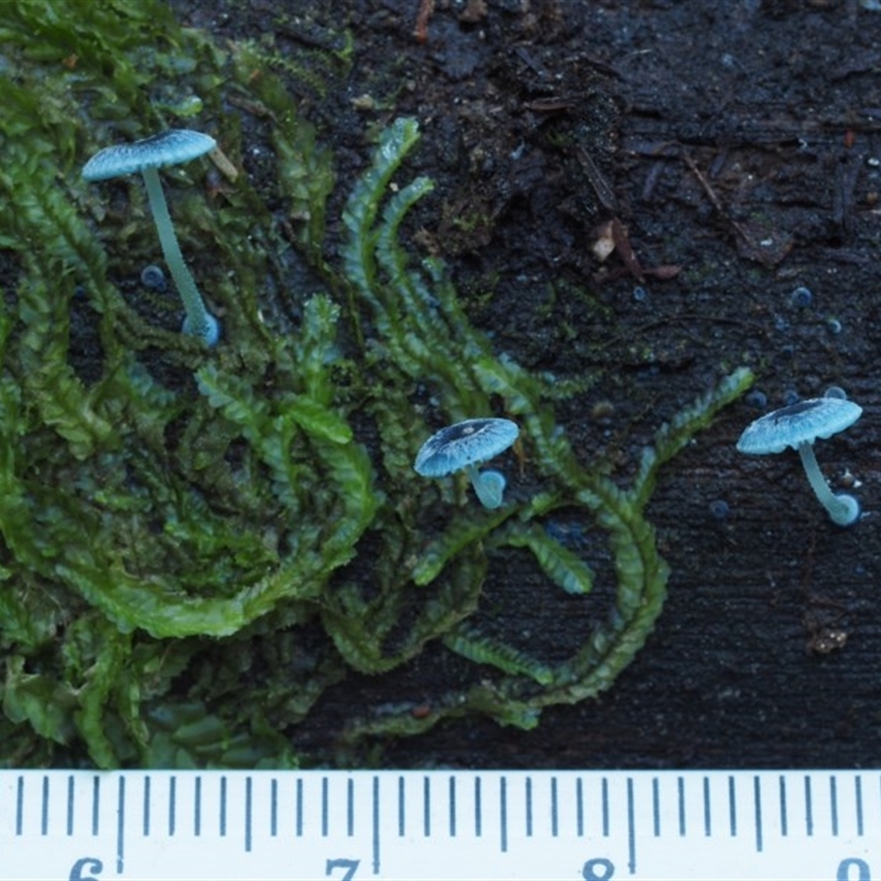 Mycena interrupta