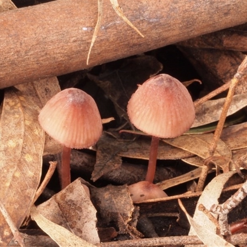 Mycena kuurkacea