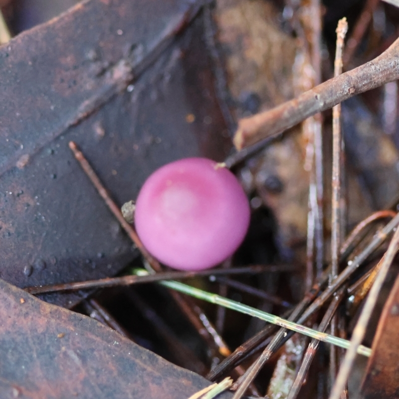 Mycena pura