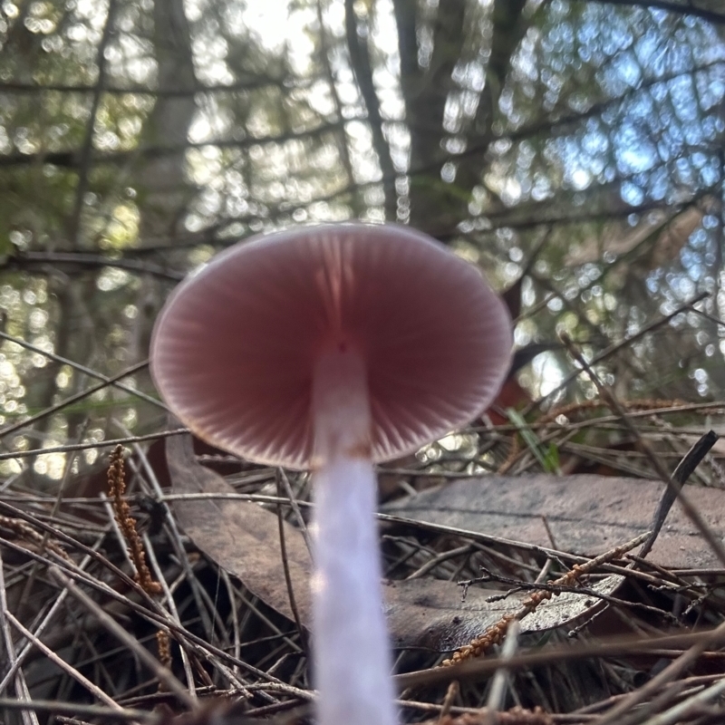 Mycena pura