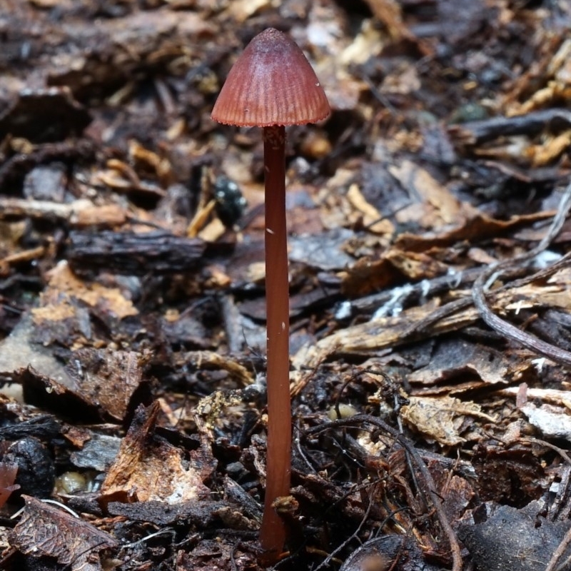 Mycena sanguinolenta