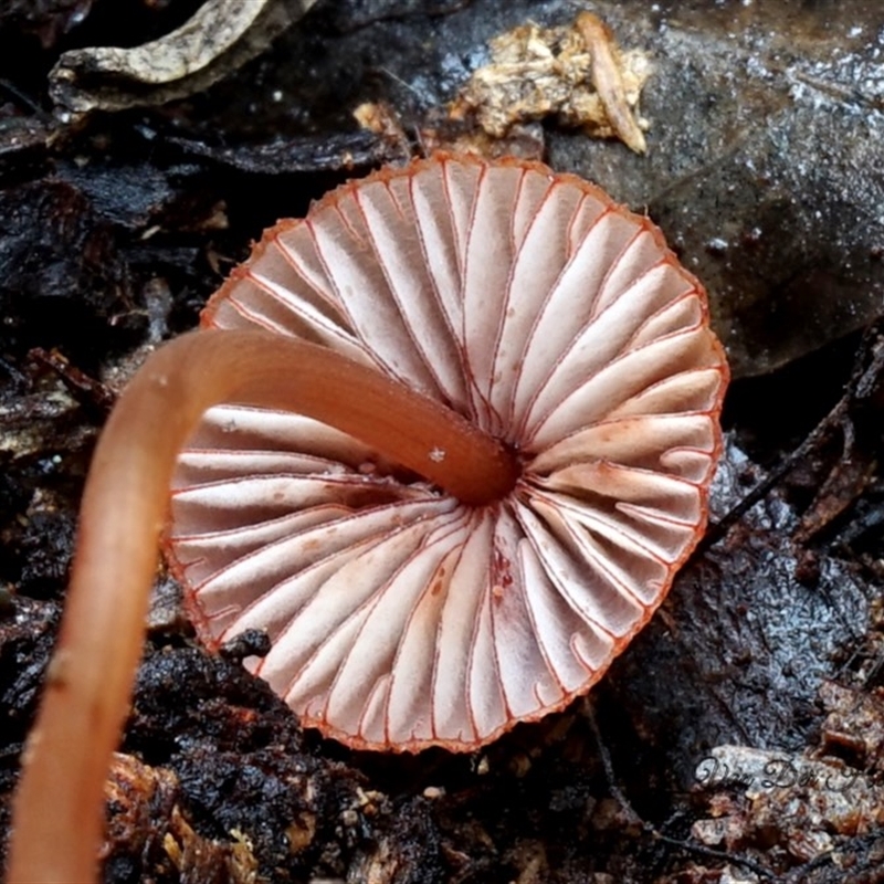 Mycena sanguinolenta