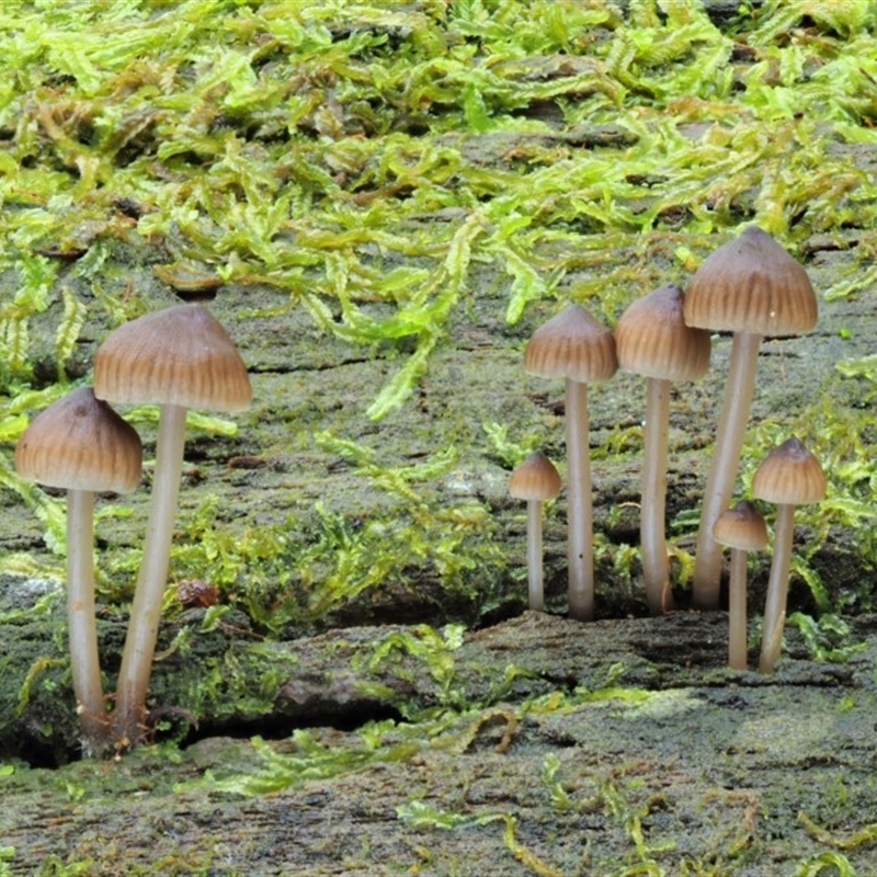 Mycena sp. (genus)