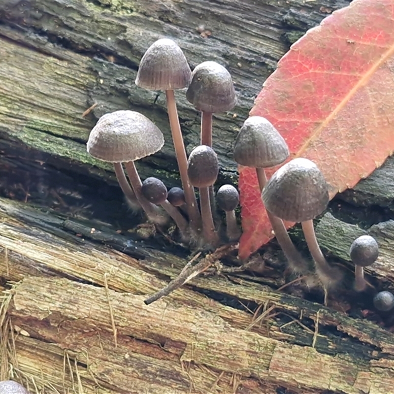 Mycena sp. ‘grey or grey-brown caps’