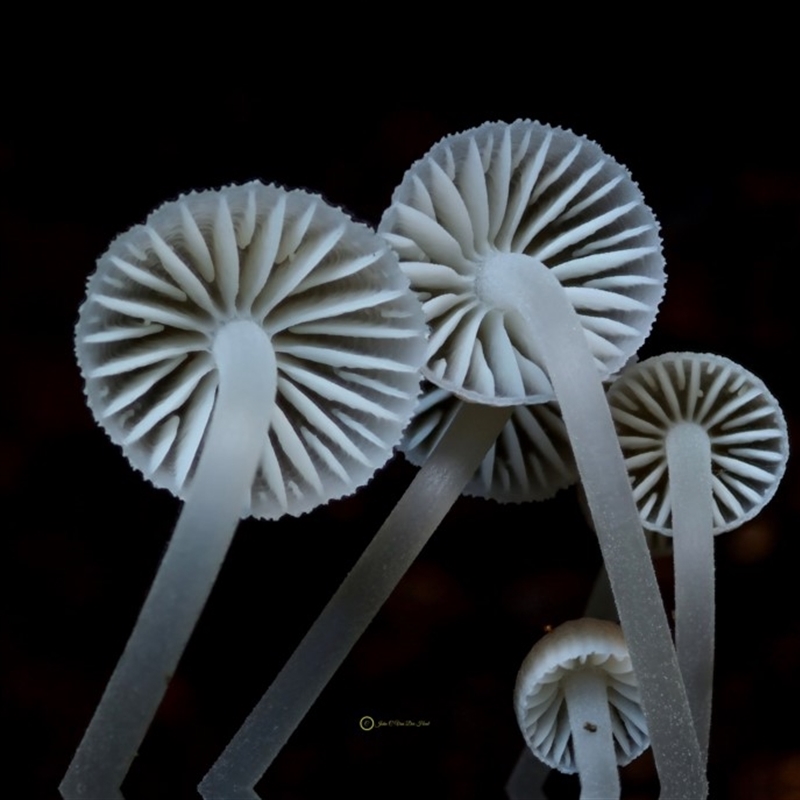 Mycena subgalericulata