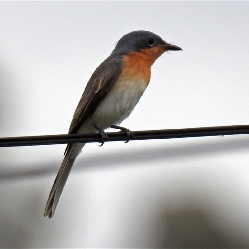 Myiagra rubecula