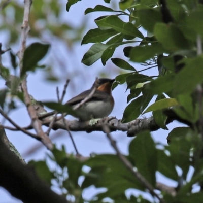 Myiagra rubecula/cyanoleuca