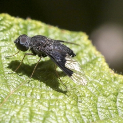 Anthrax sp. (genus)