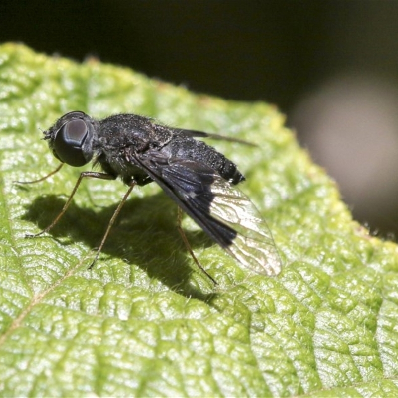 Anthrax sp. (genus)