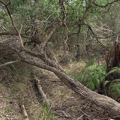 Myoporum acuminatum