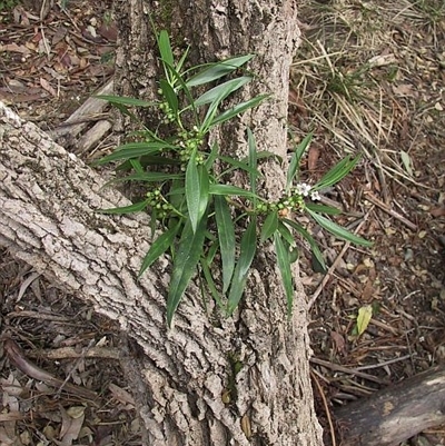 Myoporum acuminatum